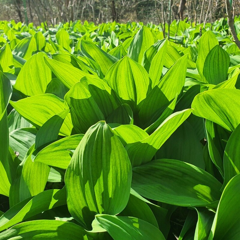 나무생각농장,나무생각농장 유기농 산마늘(명이나물) 1kg